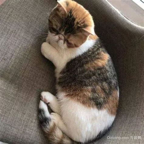 家里进猫|陌生猫进家门吉利还是不吉利？猫咪进家是什么预兆